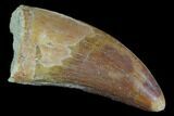 Bargain, Carcharodontosaurus Tooth - Real Dinosaur Tooth #100099-1